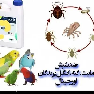 اگزولت ، ضد شپش و مایت خوراگی