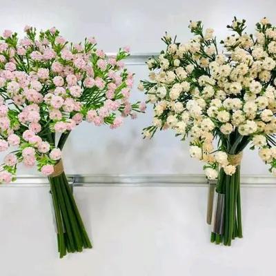 بوته ژیپسوفیلا-156136